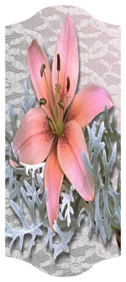 DARAY-C-023 Pink Lily